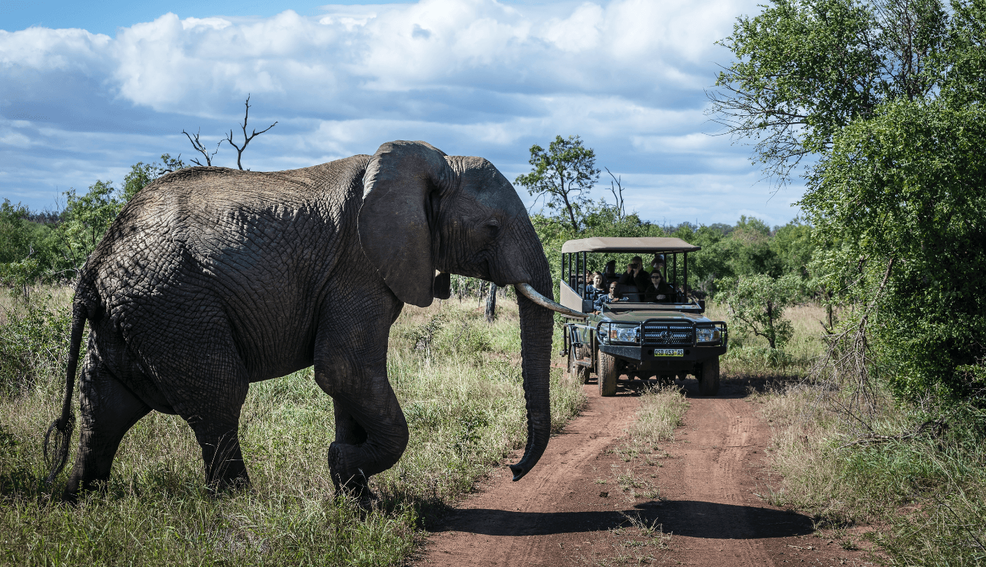 Safari encounter with an elephant