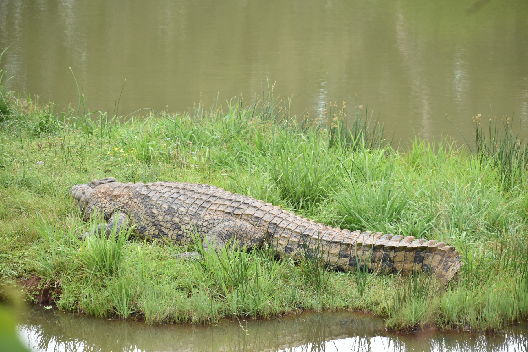 Nile crocodile sunning by the river