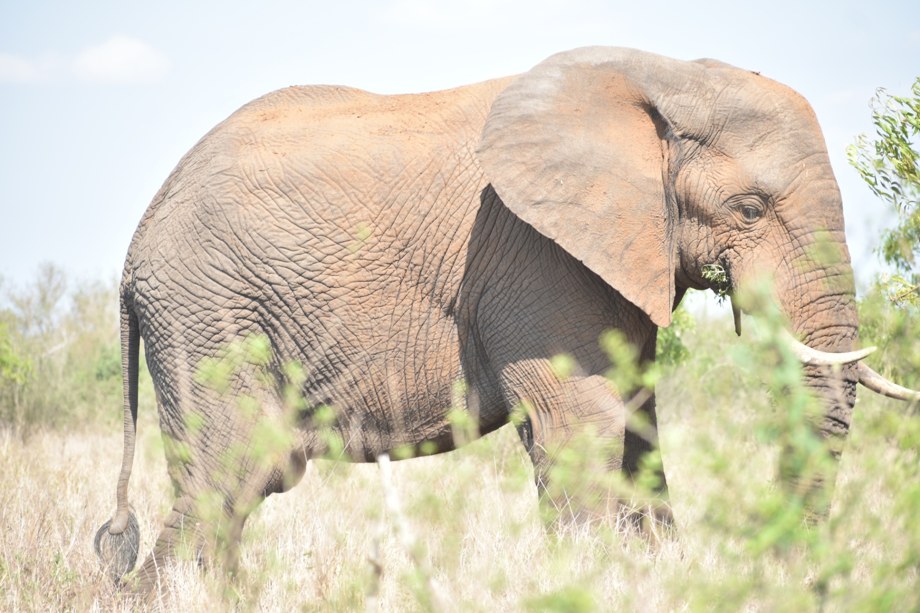 Bull elephant grazing in the wild