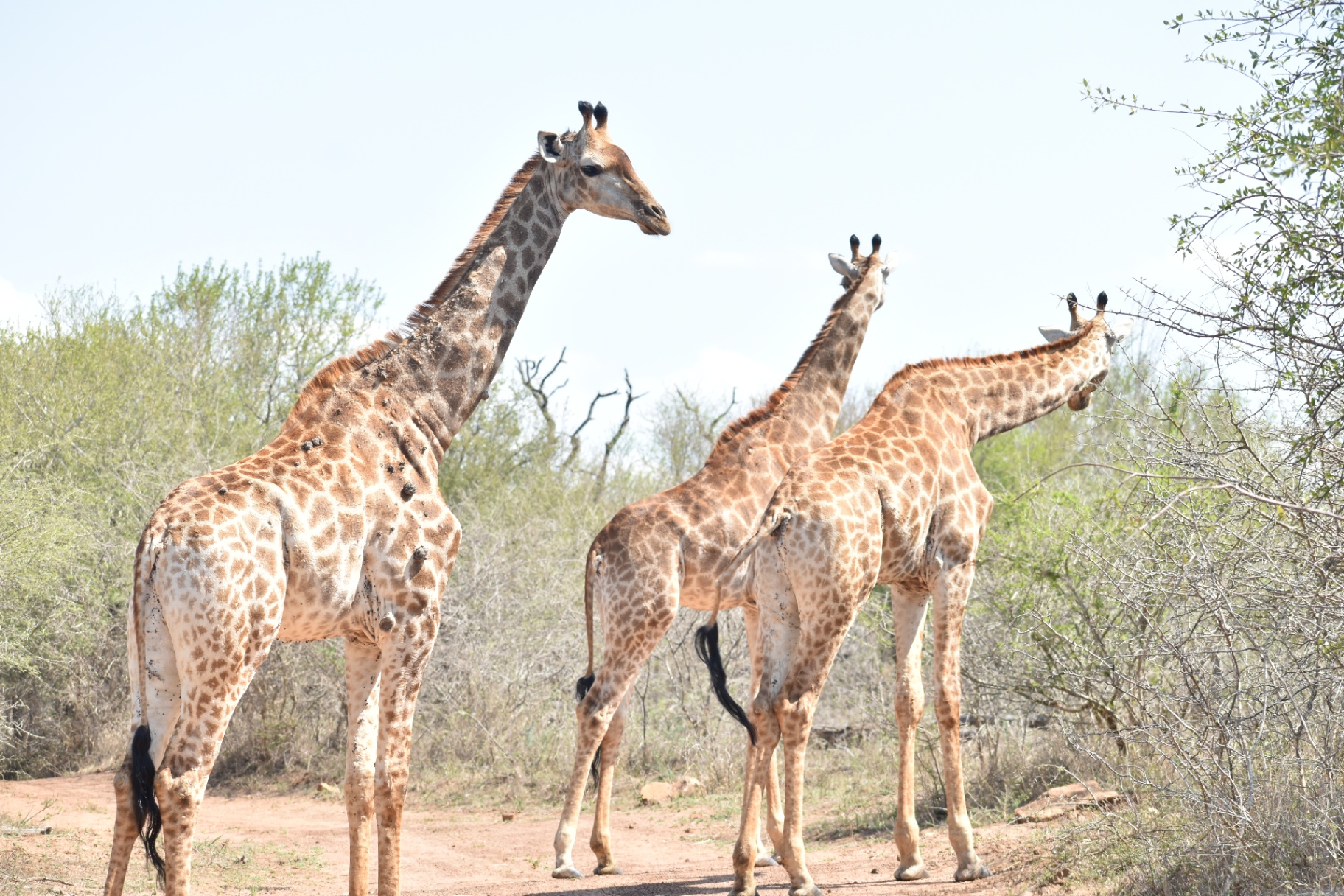 Giraffes in the Eswatini bushveld