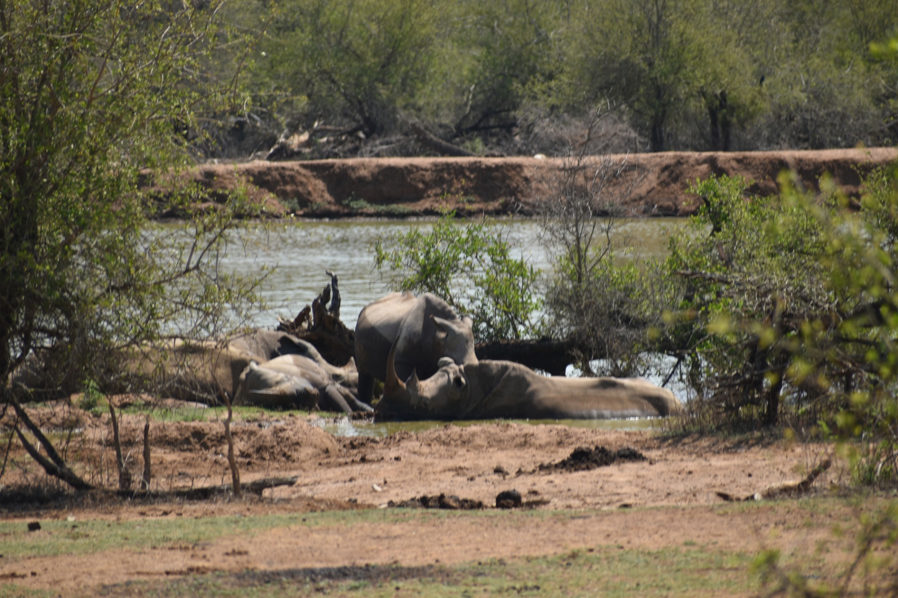 Hippos resting by the watering hole