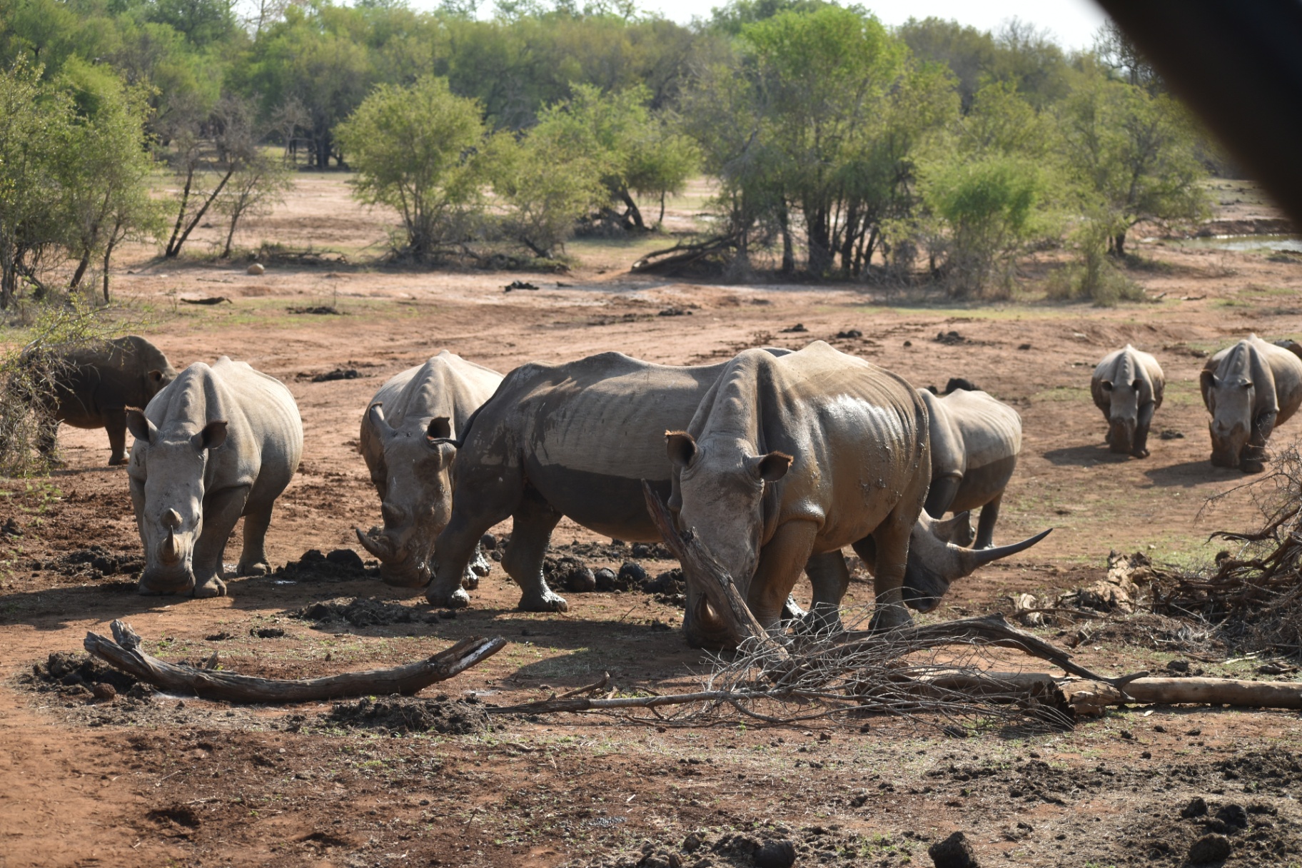 White rhinos gathered on the savannah
